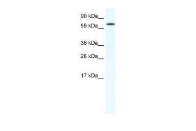 Western Blot Ebf4 Antibody - BSA Free