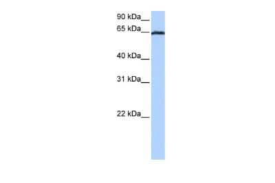 Western Blot Ebf4 Antibody - BSA Free