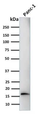 Western Blot: Elastase Antibody (CELA3B/1218) [NBP2-44812] - Western Blot Analysis of human PANC-1 cell lysate using Elastase Antibody (CELA3B/1218)