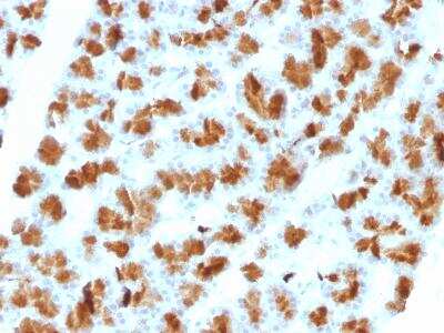 Immunohistochemistry-Paraffin: Elastase Antibody (CELA3B/1257) [NBP2-47645] - Formalin-fixed, paraffin-embedded Rat Pancreas stained with CELA3B Monoclonal Antibody (CELA3B/1257).