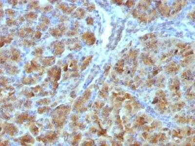 Immunohistochemistry-Paraffin: Elastase Antibody (CELA3B/1257) [NBP2-47645] - Formalin-fixed, paraffin-embedded Mouse Pancreas stained with CELA3B Monoclonal Antibody (CELA3B/1257).