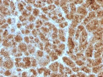 Immunohistochemistry-Paraffin: Elastase Antibody (CELA3B/1257) [NBP2-53246] - Formalin-fixed, paraffin-embedded Human Pancreas stained with CELA3B Monoclonal Antibody (CELA3B/1257)