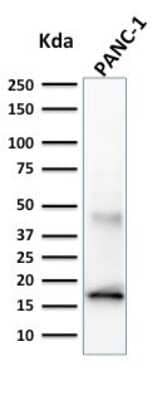 Western Blot: Elastase Antibody (CELA3B/1257) [NBP2-53246] - Western Blot Analysis of PANC-1 cell lysate using Elastase antibody (CELA3B/1257).