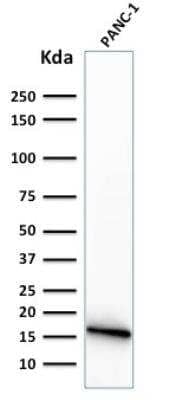 Western Blot: Elastase Antibody (CELA3B/1374) - Azide and BSA Free [NBP2-54302] - Western Blot Analysis of PANC-1 cell lysate using CELA3B / ELA3B Monoclonal Antibody (CELA3B/1374).