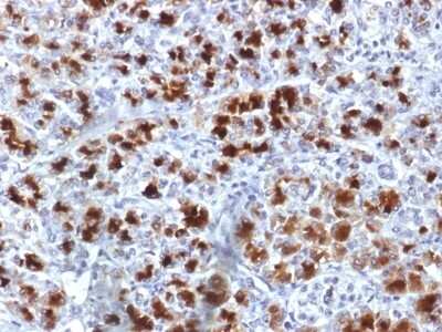 Immunohistochemistry-Paraffin: Elastase Antibody (CELA3B/1757) - Azide and BSA Free [NBP2-54491] - Formalin-fixed, paraffin-embedded Human Pancreas stained with CELA3B Monoclonal Antibody (CELA3B/1757)