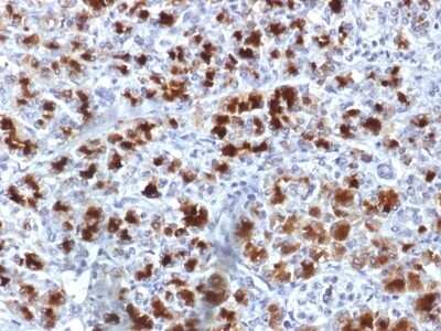 Immunohistochemistry-Paraffin: Elastase Antibody (CELA3B/1757) [NBP2-53193] - Formalin-fixed, paraffin-embedded Human Pancreas stained with CELA3B Monoclonal Antibody (CELA3B/1757)