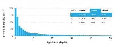 Protein Array: Elastase Antibody (CELA3B/1757) [NBP2-53193] - Analysis of Protein Array containing >19,000 full-length human proteins using Elastase Antibody (CELA3B/1757) Z- and S- Score: The Z-score represents the strength of a signal that a monoclonal antibody (Monoclonal Antibody) (in combination with a fluorescently-tagged anti-IgG secondary antibody) produces when binding to a particular protein on the HuProt(TM) array. Z-scores are described in units of standard deviations (SD's) above the mean value of all signals generated on that array. If targets on HuProt(TM) are arranged in descending order of the Z-score, the S-score is the difference (also in units of SD's) between the Z-score. S-score therefore represents the relative target specificity of a Monoclonal Antibody to its intended target. A Monoclonal Antibody is considered to specific to its intended target, if the Monoclonal Antibody has an S-score of at least 2.5.