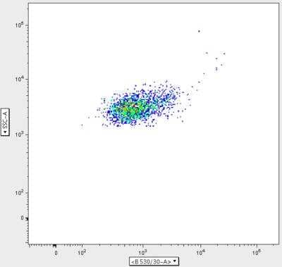 Flow Cytometry: Elastase Antibody (CELA3B/1811) [Alexa Fluor® 488] [NBP2-54489AF488] - Human bronchoalveolar lavage fluid. CF BALF cells stained for analysis by flow cytometry, gated on live neutrophils showing presence of NE on the cell surface. Flow cytometry image submitted by a verified customer review.