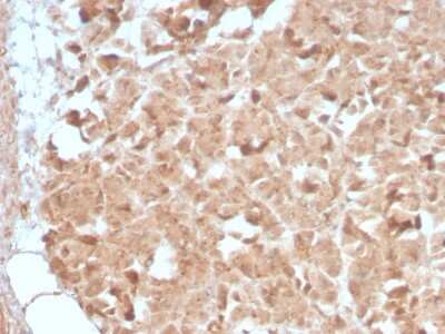 Immunohistochemistry-Paraffin: Elastase Antibody (CELA3B/2809R) - Azide and BSA Free [NBP3-08864] - Formalin-fixed, paraffin-embedded human Pancreas stained with Elastase Rabbit Recombinant Monoclonal Antibody (Elastase/2809R).