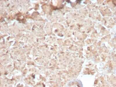 Immunohistochemistry-Paraffin: Elastase Antibody (CELA3B/2810R) - Azide and BSA Free [NBP3-08372] - Formalin-fixed, paraffin-embedded human Pancreas stained with Elastase Rabbit Recombinant Monoclonal Antibody (Elastase/2810R).