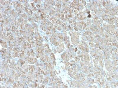 Immunohistochemistry-Paraffin: Elastase Antibody (rCELA3B/1811) [NBP3-07537] - Formalin-fixed, paraffin-embedded human pancreas stained with Elastase Recombinant Mouse Monoclonal Antibody (rElastase/1811)