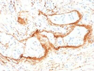 Immunohistochemistry-Paraffin: Elastin Antibody (ELN/1981) - Azide and BSA Free [NBP2-75770] - Formalin-fixed, paraffin-embedded human Small Intestine stained with Monospecific Mouse Monoclonal Antibody (ELN/1981) to Elastin.