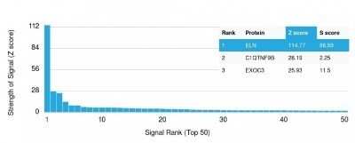 Protein Array: Elastin Antibody (ELN/1981) - Azide and BSA Free [NBP2-75770] - Analysis of Protein Array containing >19,000 full-length human proteins using Elastin Antibody (ELN/1981) Z- and S- Score: The Z-score represents the strength of a signal that a monoclonal antibody (Monoclonal Antibody) (in combination with a fluorescentl