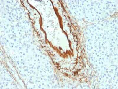 Immunohistochemistry-Paraffin: Elastin Antibody (ELN/2069) - Azide and BSA Free [NBP3-08889] - Formalin-fixed, paraffin-embedded human Pancreas stained with Elastin Mouse Monoclonal Antibody (ELN/2069).