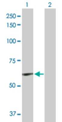 Western Blot: Elastin Antibody [H00002006-D01P] - Analysis of ELN expression in transfected 293T cell line by ELN polyclonal antibody.Lane 1: ELN transfected lysate(56.70 KDa).Lane 2: Non-transfected lysate.