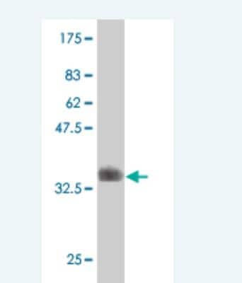 Western Blot: Elf4/MEF Antibody (1E10.) [H00002000-M02] -  Detection against Immunogen (35.86 KDa) .