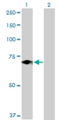 Western Blot: Elf4/MEF Antibody [H00002000-D01P] - Analysis of ELF4 expression in transfected 293T cell line by ELF4 polyclonal antibody.Lane 1: ELF4 transfected lysate(70.70 KDa).Lane 2: Non-transfected lysate.