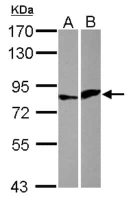 Western Blot: Elf4/MEF Antibody [NBP2-16314] - Sample (30 ug of whole cell lysate) A: HeLa B: HCT116 7. 5% SDS PAGE gel, diluted at 1:1000.