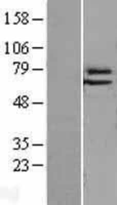 Western Blot: Elf4/MEF Overexpression Lysate (Adult Normal) [NBL1-10231] Left-Empty vector transfected control cell lysate (HEK293 cell lysate); Right -Over-expression Lysate for Elf4/MEF.