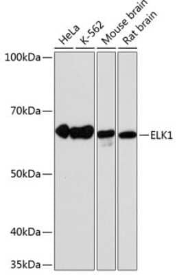 Western Blot: Elk-1 Antibody (10U8X1) [NBP3-15631] - Western blot analysis of extracts of various cell lines, using Elk-1 antibody (NBP3-15631) at 1:1000 dilution. Secondary antibody: HRP Goat Anti-Rabbit IgG (H+L) at 1:10000 dilution. Lysates/proteins: 25ug per lane. Blocking buffer: 3% nonfat dry milk in TBST. Detection: ECL Basic Kit. Exposure time: 1min.