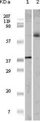 Western Blot: Elk-1 Antibody (3H6D12) [NBP1-47553] - Analysis using ELK1 mouse mAb against truncated ELK1 recombinant protein (1) and K562 cell lysate (2).