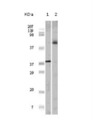 Western Blot: Elk-1 Antibody (7E10D5) [NB110-60513] - Analysis using anti-ELK1 monoclonal antibody against truncated ELK1 recombinant protein(1) and K562 cell lysate(2).