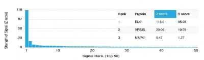Protein Array: Elk-1 Antibody (PCRP-ELK1-1B9) [NBP3-08885] - Analysis of Protein Array containing more than 19,000 full-length human proteins using Elk-1 Mouse Monoclonal Antibody (PCRP-Elk-1-1B9).