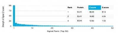 Protein Array: Elk-1 Antibody (PCRP-ELK1-1D9) [NBP3-07146] - Analysis of Protein Array containing more than 19,000 full-length human proteins using Elk-1 Mouse Monoclonal Antibody (PCRP-Elk-1-1D9).
