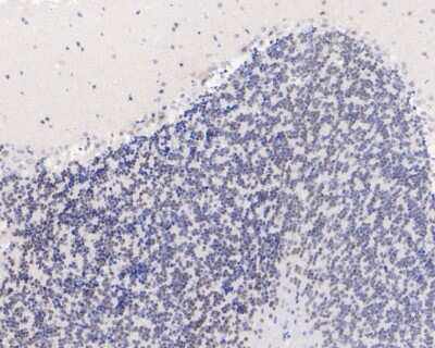 Immunohistochemistry-Paraffin: Elk-1 Antibody (SU32-05) [NBP2-67459] - Immunohistochemical analysis of paraffin-embedded mouse cerebellum tissue using anti-Elk-1 antibody. The section was pre-treated using heat mediated antigen retrieval with sodium citrate buffer (pH 6.0) for 20 minutes. The tissues were blocked in 5% BSA for 30 minutes at room temperature, washed with ddH2O and PBS, and then probed with the primary antibody (ET1608-19, 1/50) for 30 minutes at room temperature. The detection was performed using an HRP conjugated compact polymer system. DAB was used as the chromogen. Tissues were counterstained with hematoxylin and mounted with DPX.