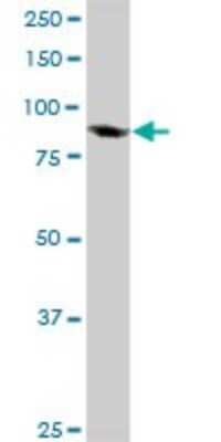 Western Blot: Elongin A Antibody [H00006924-D01P] - Analysis of TCEB3 expression in Jurkat.