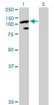 Western Blot: Elongin A Antibody [H00006924-D01P] - Analysis of TCEB3 expression in transfected 293T cell line by TCEB3 polyclonal antibody.Lane 1: TCEB3 transfected lysate(87.20 KDa).Lane 2: Non-transfected lysate.
