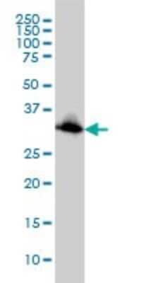 Western Blot: Emerin Antibody (3B9) [H00002010-M01] - EMD monoclonal antibody (M01), clone 3B9 Analysis of EMD expression in HeLa.