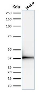 Western Blot: Emerin Antibody (EMD/2168) [NBP3-08893] - Western Blot Analysis of human HeLa cell lysate using Emerin Mouse Monoclonal Antibody (EMD/2168).