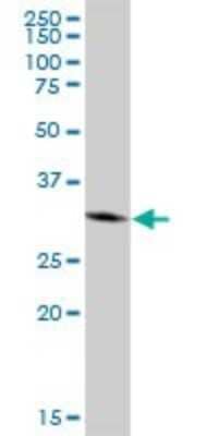 Western Blot: Emerin Antibody [H00002010-B01P] - Analysis of EMD expression in 293.