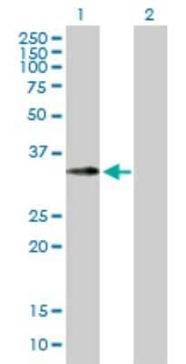 Western Blot: Emerin Antibody [H00002010-B01P] - Analysis of EMD expression in transfected 293T cell line by EMD polyclonal antibody.  Lane 1: EMD transfected lysate(27.94 KDa). Lane 2: Non-transfected lysate.