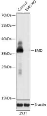 Western Blot: Emerin Antibody [NBP3-03363] - Analysis of extracts from normal (control) and EMD knockout (KO) 293T cells, using Emerin antibody at 1:1000 dilution. Secondary antibody: HRP Goat Anti-Rabbit IgG (H+L) at 1:10000 dilution. Lysates/proteins: 25ug per lane. Blocking buffer: 3% nonfat dry milk  in TBST.