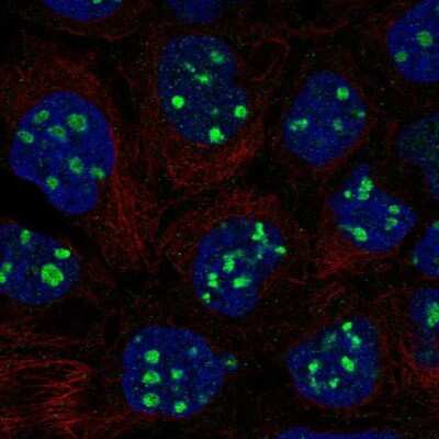 Immunocytochemistry/Immunofluorescence: Emx1 Antibody [NBP2-58883] - Staining of human cell line CACO-2 shows localization to nucleoli. Antibody staining is shown in green. 