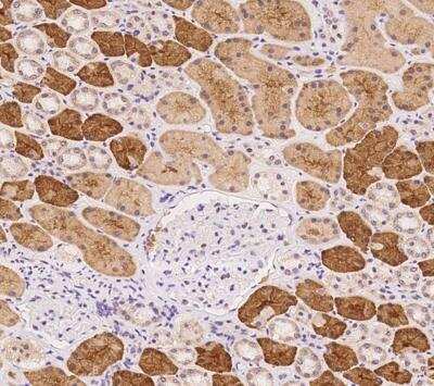 Immunohistochemistry-Paraffin: Emx1 Antibody [NBP3-12609] - Staining of human EMX1 in human kidney with rabbit polyclonal antibody at 1:100 dilution.