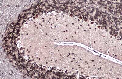 Immunohistochemistry-Paraffin: Emx1 Antibody [NBP3-13392] - Emx1 antibody detects Emx1 protein at nucleus by immunohistochemical analysis. Sample: Paraffin-embedded mouse brain. Emx1 stained by Emx1 antibody (NBP3-13392) diluted at 1:500. Antigen Retrieval: Citrate buffer, pH 6.0, 15 min