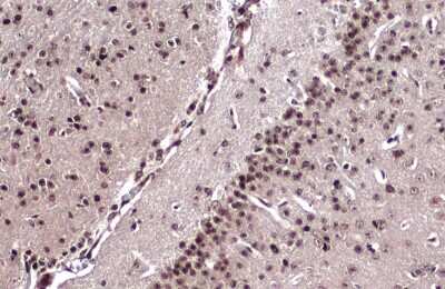 Immunohistochemistry-Paraffin: Emx1 Antibody [NBP3-13392] - Emx1 antibody detects Emx1 protein at nucleus by immunohistochemical analysis. Sample: Paraffin-embedded mouse brain. Emx1 stained by Emx1 antibody (NBP3-13392) diluted at 1:500. Antigen Retrieval: Citrate buffer, pH 6.0, 15 min