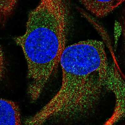 Immunocytochemistry/Immunofluorescence: Enah/Vasp-like Antibody [NBP2-38132] - Staining of human cell line U-2 OS shows localization to cytosol. Antibody staining is shown in green.