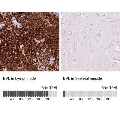 Immunohistochemistry-Paraffin: Enah/Vasp-like Antibody [NBP2-38132] - Analysis in human lymph node and skeletal muscle tissues. Corresponding EVL RNA-seq data are presented for the same tissues.