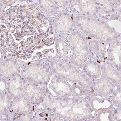 Immunohistochemistry-Paraffin: Enah/Vasp-like Antibody [NBP2-38132] - Staining of human kidney shows no positivity in cells in tubules as expected.
