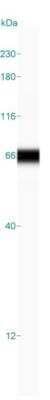 Simple Western: Enah/Vasp-like Antibody [NBP2-38132] - Simple Western lane view shows a specific band for Enah/Vasp-like in 0.2 mg/ml of MOLT-4 lysate(s). This experiment was performed under reducing conditions using the 12-230 kDa separation system.