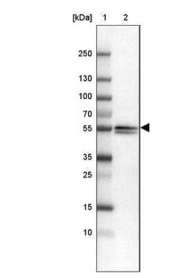 Western Blot: Enah/Vasp-like Antibody [NBP2-38132] - Lane 1: Marker [kDa] 250, 130, 100, 70, 55, 35, 25, 15, 10Lane 2: Human cell line MOLT-4