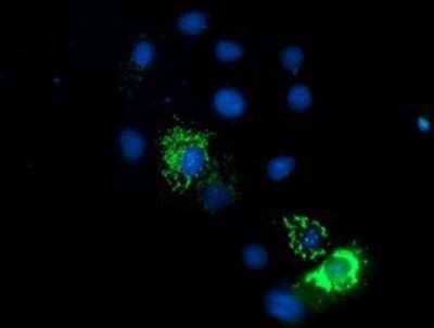 Immunocytochemistry/Immunofluorescence: Endo G Antibody (5F1) [NBP2-01696] Staining of COS7 cells transiently transfected by pCMV6-ENTRY Endo G.