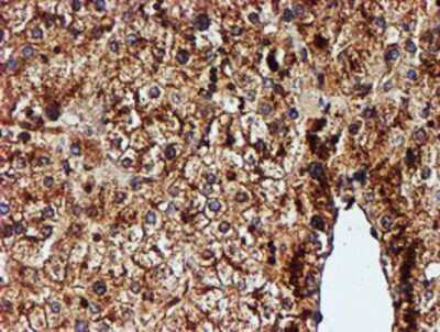 Immunohistochemistry-Paraffin: Endo G Antibody (5F1) [NBP2-01696] - Staining of paraffin-embedded Human liver tissue using anti-Endo G mouse monoclonal antibody.