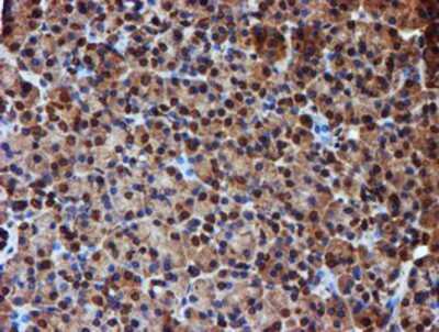 Immunohistochemistry-Paraffin: Endo G Antibody (5F1) [NBP2-01696] - Staining of paraffin-embedded Human pancreas tissue using anti-Endo G mouse monoclonal antibody.