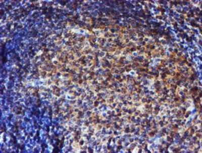 Immunohistochemistry-Paraffin: Endo G Antibody (5F1) [NBP2-01696] - Staining of paraffin-embedded Human tonsil using anti-Endo G mouse monoclonal antibody.