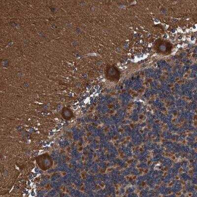 Immunohistochemistry: Endo G Antibody [NBP1-86011] - Staining of human cerebellum shows strong cytoplasmic positivity in purkinje cells.